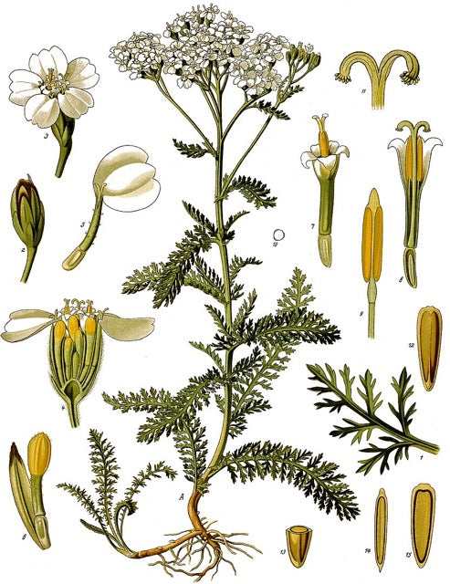 Vertus de l'achillée millefeuille (Achillea millefolium)