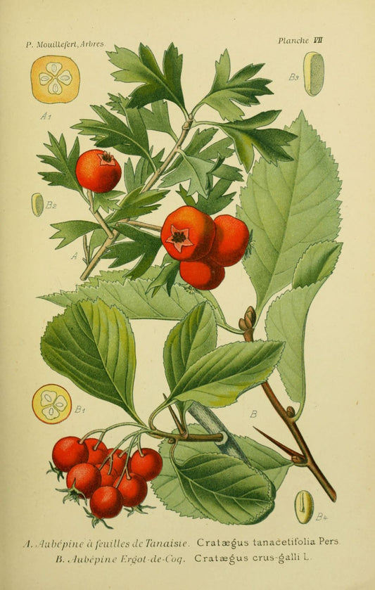 Vertus de l'aubépine (Crataegus)