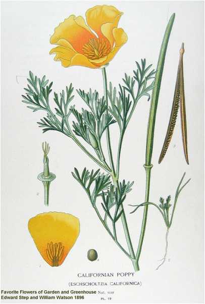 Vertus de l'eschscholzia (Pavot de Californie)