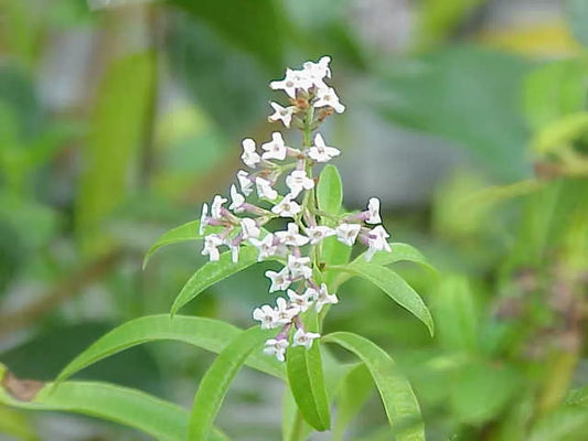 Vertus de la verveine citronnée (Aloysia citrodora)